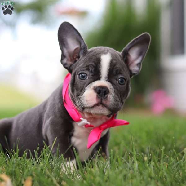 Celia, Frenchton Puppy